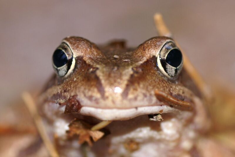 From Helsinki: Nuuksio National Park Half-Day Trip - Key Points