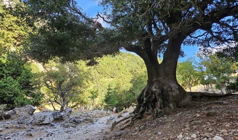 From Heraklion: Imbros Gorge Private Tour - Exploring the Details: What You Can Expect