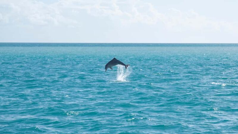 From Hervey Bay - Private Sailing Charter - Practical Tips for Booking and Enjoying Your Trip