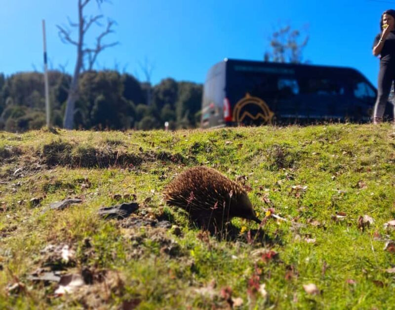 From Hobart: Active Day Trip to Cradle Mountain - The Value of This Tour