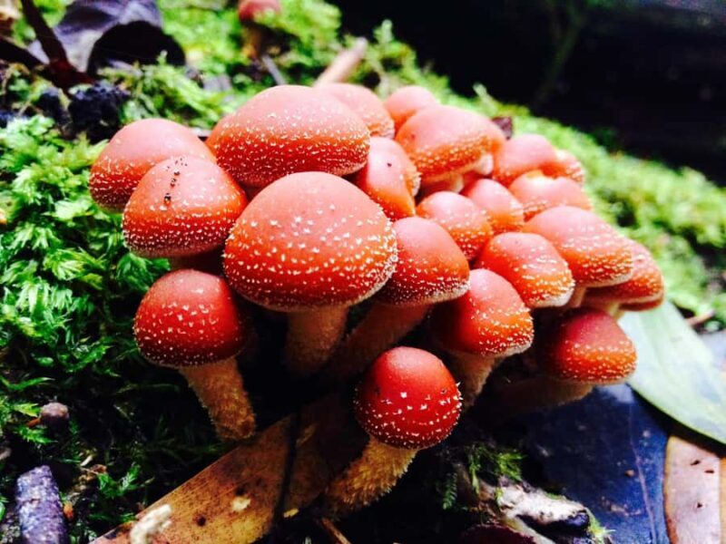 From Hobart: Mt. Field, Mt. Wellington and Wildlife Day Tour - Final Thoughts