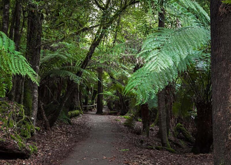 From Hobart: Mt. Field National Park and Russell Falls - FAQs