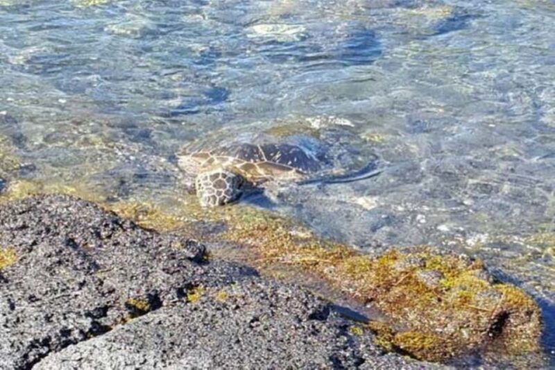 From Honolulu Harbor: Private Custom Tour on Oahu - The Value of a Private, Custom Experience