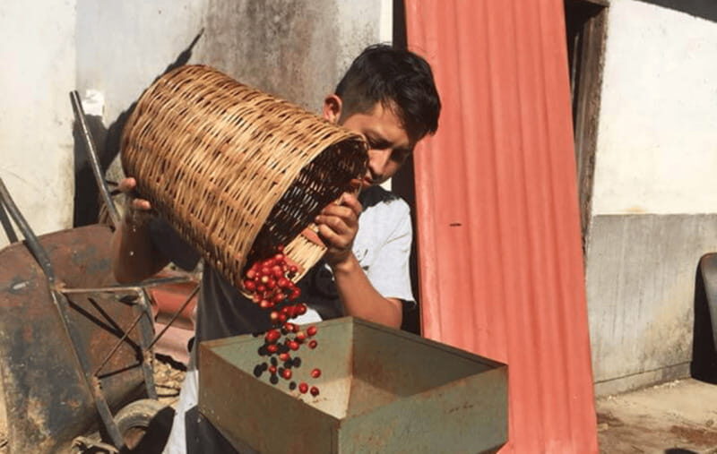 From Huatulco: Coffee and Mezcal Tour - Exploring Oaxaca’s Mountain Charm from Huatulco