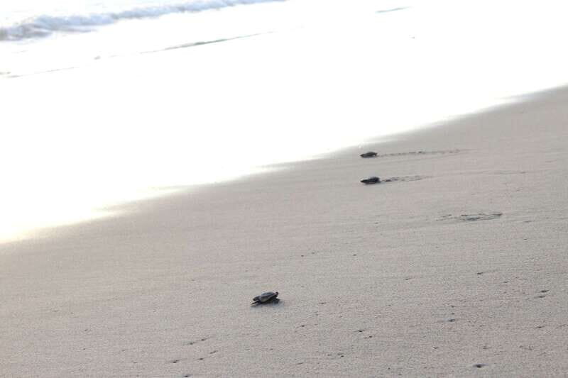 From Huatulco: Turtle Release & Bioluminescent Plankton - The Practical Side: Transportation, Guides, and Overall Value