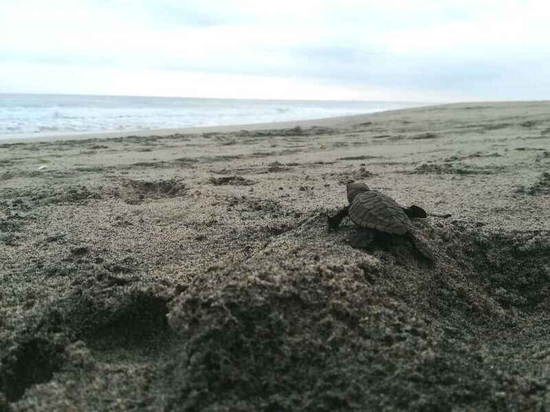 From Huatulco: Turtle Release & Bioluminescent Plankton - Final Thoughts