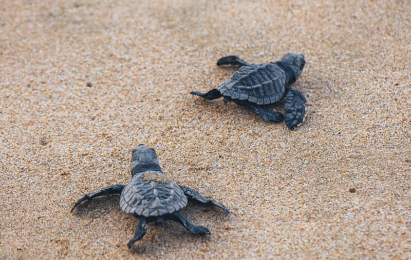 From Huatulco:Turtle Release and Bioluminescence Tour - The The Sum Up
