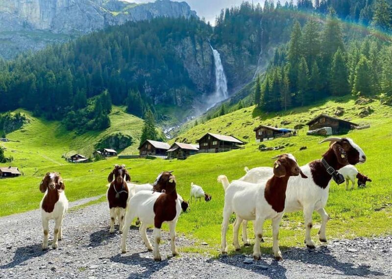 From Interlaken: Swiss Alps and Hidden Gems Private Day Tour - Key Points