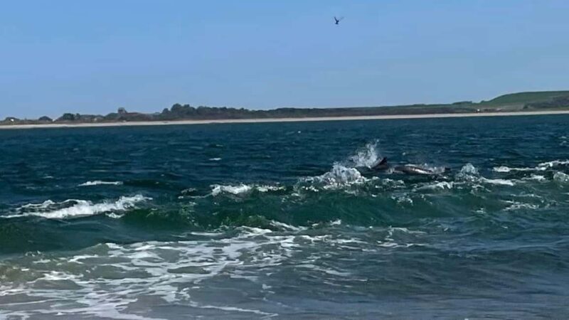 From Inverness: Black Isle Tour with Dolphin Spotting - An In-Depth Look at the Black Isle Tour