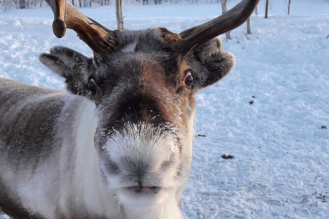 From Ivalo: Ice Fishing Safari to Lake Inari, reindeers & lunch - FAQs