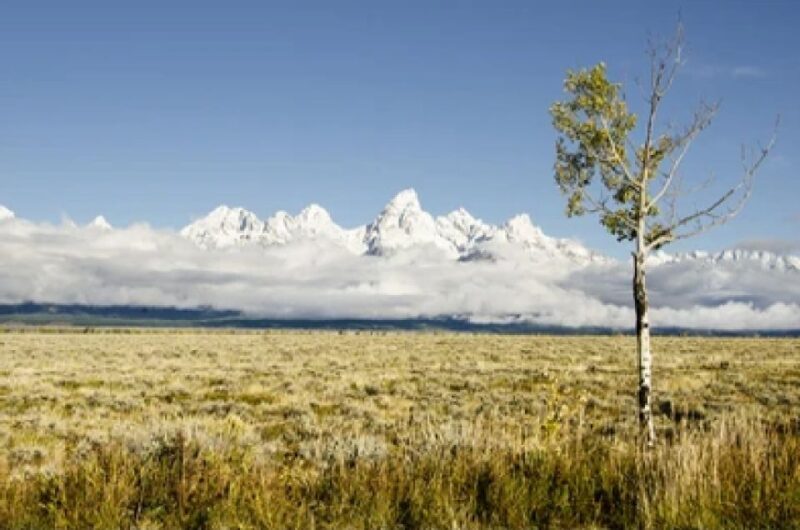 From Jackson: Grand Teton Wildlife & Scenery Tour with Lunch - An In-Depth Look at the Grand Teton Wildlife & Scenery Tour