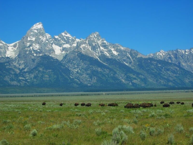 From Jackson: Half-Day Grand Teton National Park Tour - Who Is This Tour Best For?