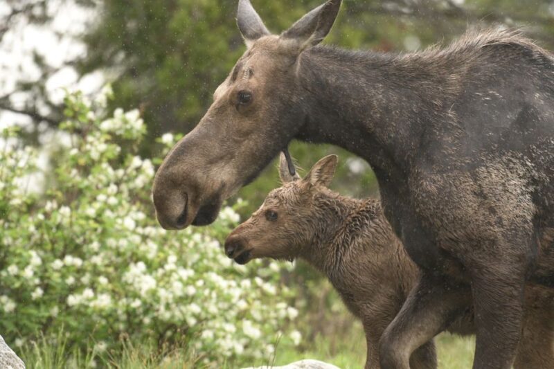 From Jackson Hole: Grand Teton National Park Sunrise Tour - Practical Details and Value