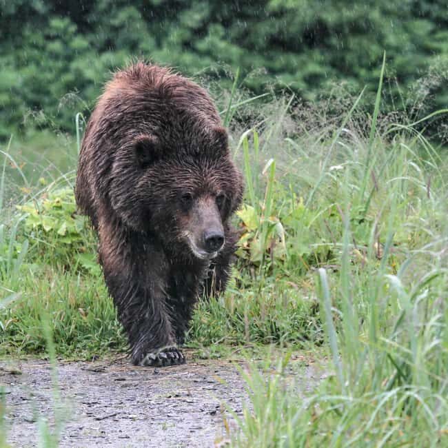 From Juneau: Pack Creek Bear Viewing Adventure - Key Points