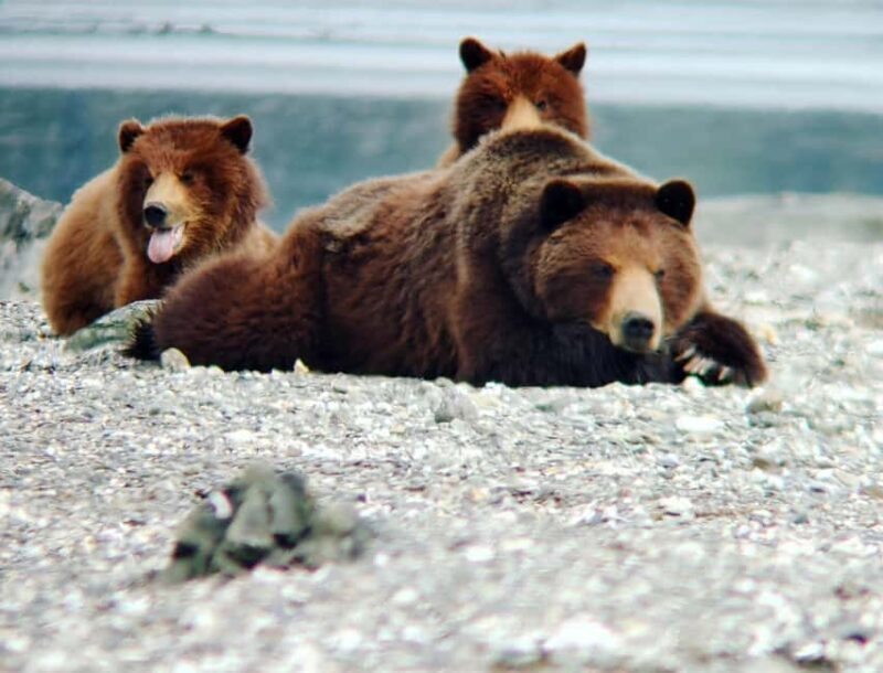From Juneau: Pack Creek Bear Viewing Adventure - The Adventure Begins: From Juneau to Admiralty Island
