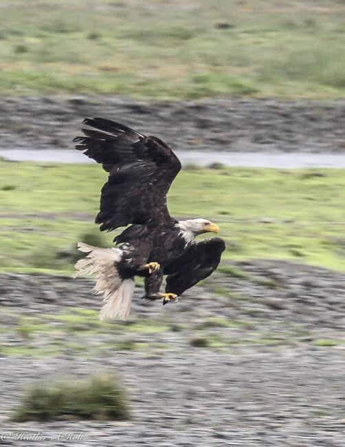 From Juneau: Pack Creek Bear Viewing Adventure - Is It Worth the Price?