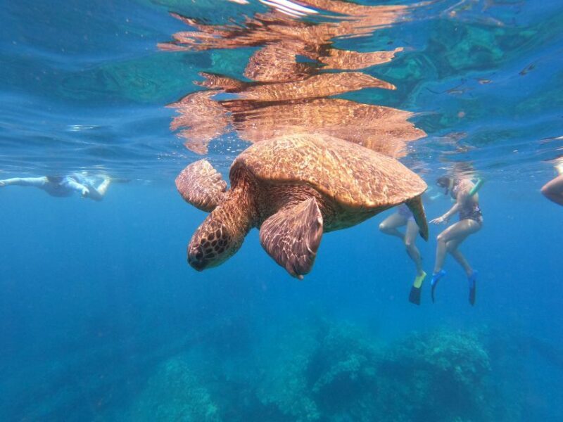 From Ka'anapali: West Maui Half-Day Snorkel Tour w/ Food - Key Points