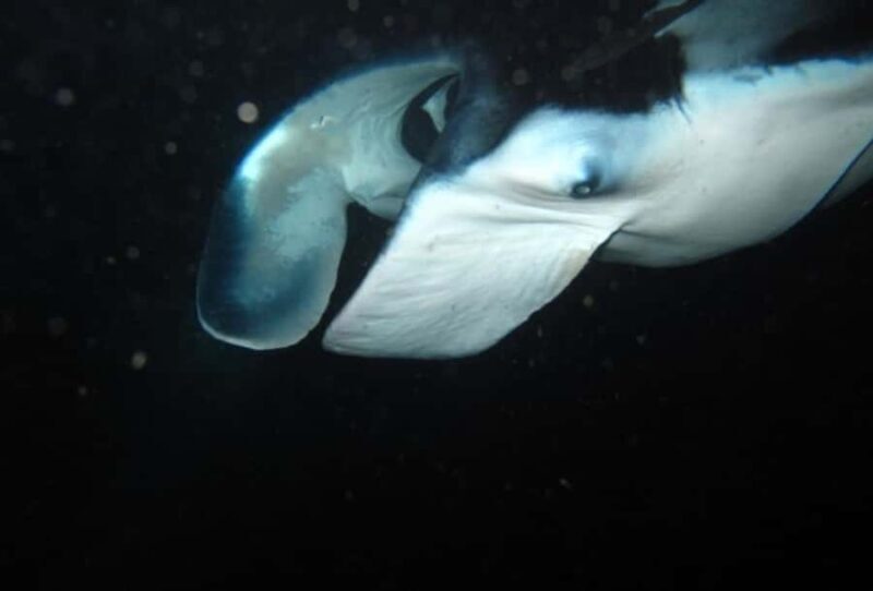 From Keauhou Bay: Manta Ray Night Tour - Key Points