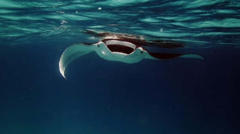 From Keauhou Bay: Manta Ray Night Tour - The Experience Itself