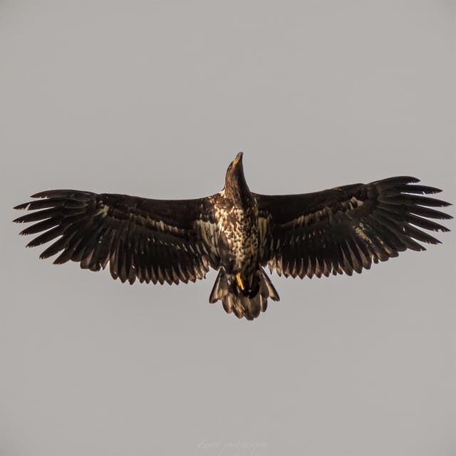 From Kiruna: Narvik City and Fjord Day Trip - What’s Included and What’s Not