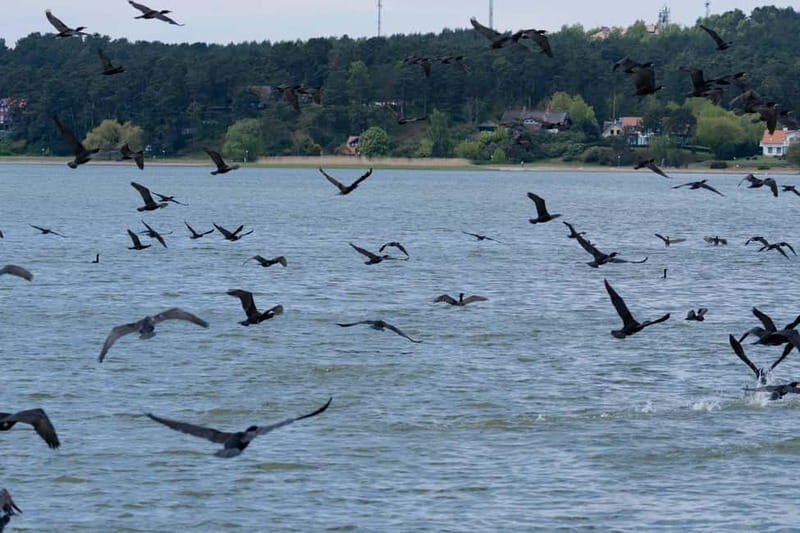 From Klaipda: Bird-Watching Adventure in Nemunas Delta - FAQ