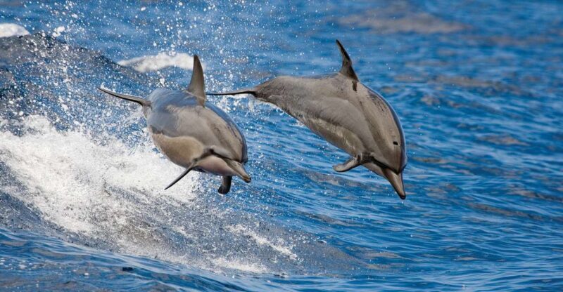 From Kona: Honokohau Sunset Boat Trip with Drinks and Snacks - Key Points