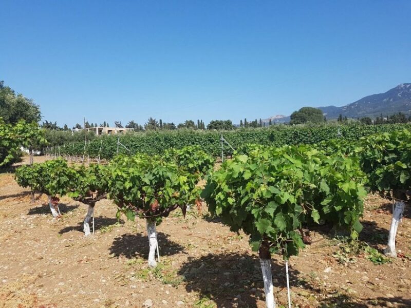 From Kos: Tour of 2 Wineries with Wine Tasting & Small Bites - The Itinerary: What You’ll Really Experience