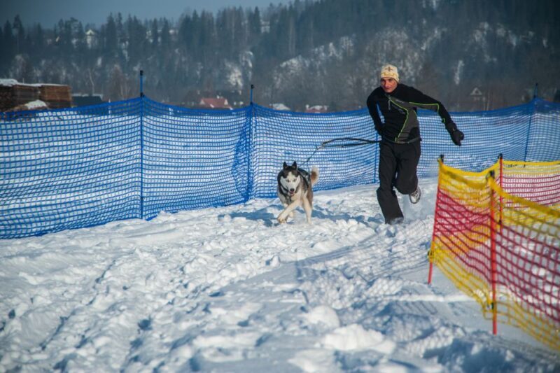 From Krakow: Dogsled Ride in Tatra Mountain - Key Points