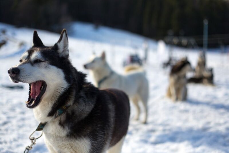 From Krakow: Dogsled Ride in Tatra Mountain - The Practical Side