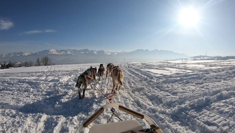From Krakow: Dogsled Ride in Tatra Mountain - The Honest Ups and Downs