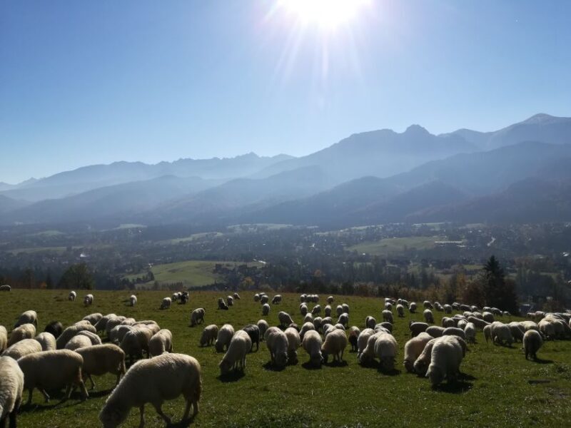 From Krakow: Dunajec River Rafting and Zakopane Town Tour - Is This Tour Right for You?
