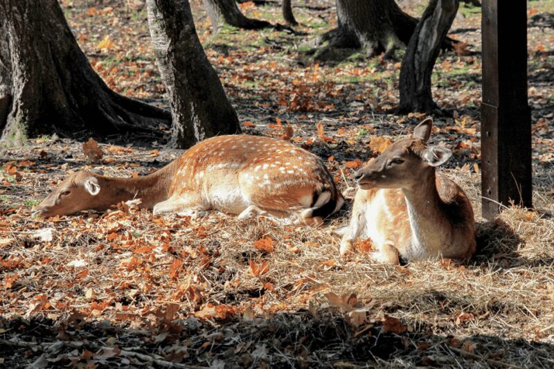 From Krakow: Pszczyna Castle and Bison Reserve Day Trip - FAQ