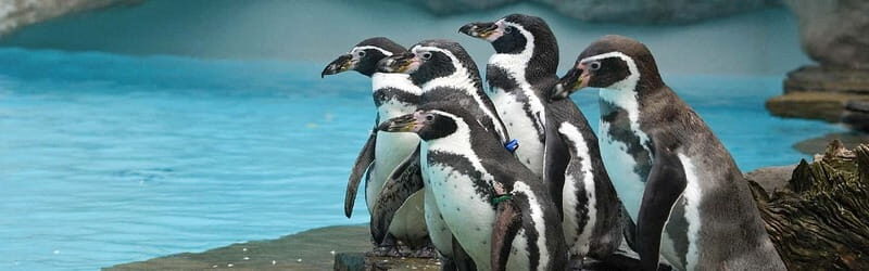 From Krakow: Zoo Trip with Private Luxury Transfer - Key Points