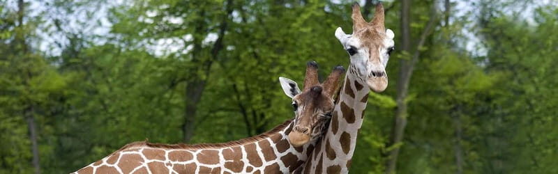 From Krakow: Zoo Trip with Private Luxury Transfer - Who Should Consider This Tour?