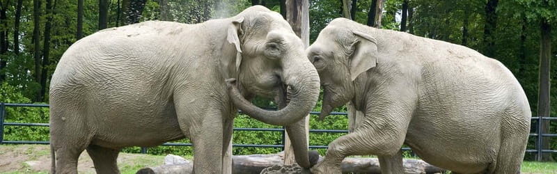 From Krakow: Zoo Trip with Private Luxury Transfer - FAQ