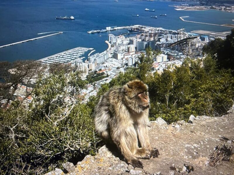 from La Cala/Marbella/Estepona: VIP Gibraltar tour with monkey rock + shopping - FAQs