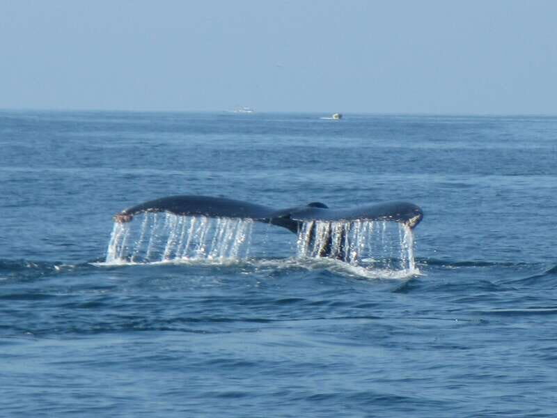 From La Crucecita: Private Huatulco 7 or 5 Bays Boat Trip - FAQs