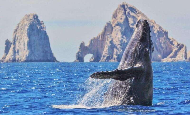 From La Paz: Puerto Chale Gray Whale Watching Tour - Key Points