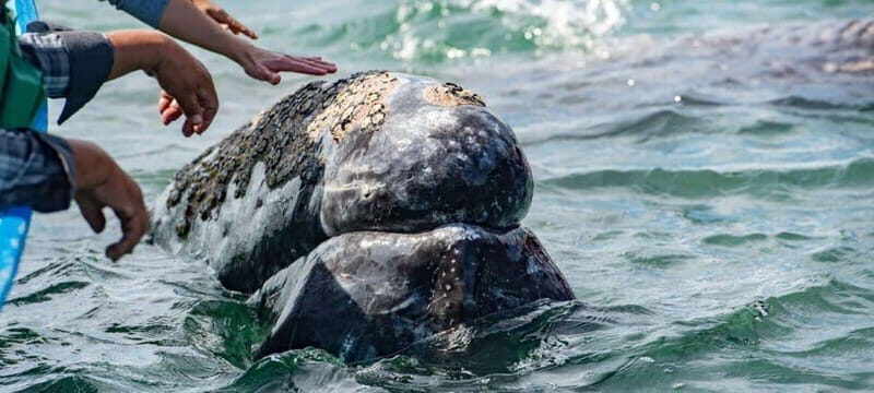From La Paz: Puerto Chale Gray Whale Watching Tour - The Experience: A Deep Dive into the Whale Watching Tour