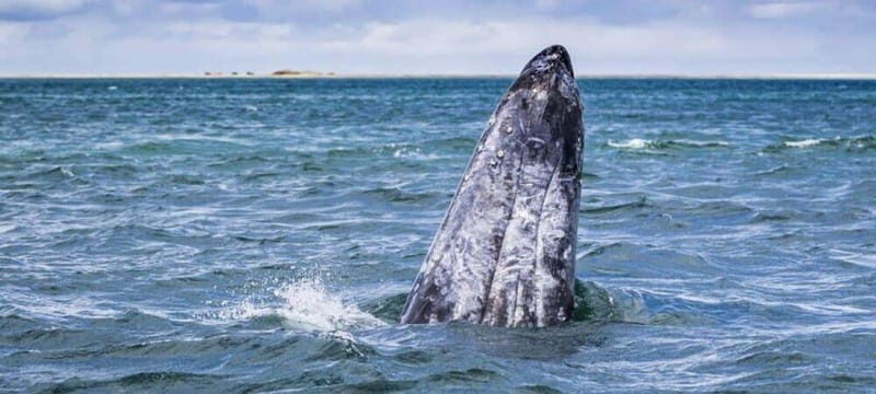 From La Paz: Puerto Chale Gray Whale Watching Tour - Final Thoughts: Who Should Consider This Tour?