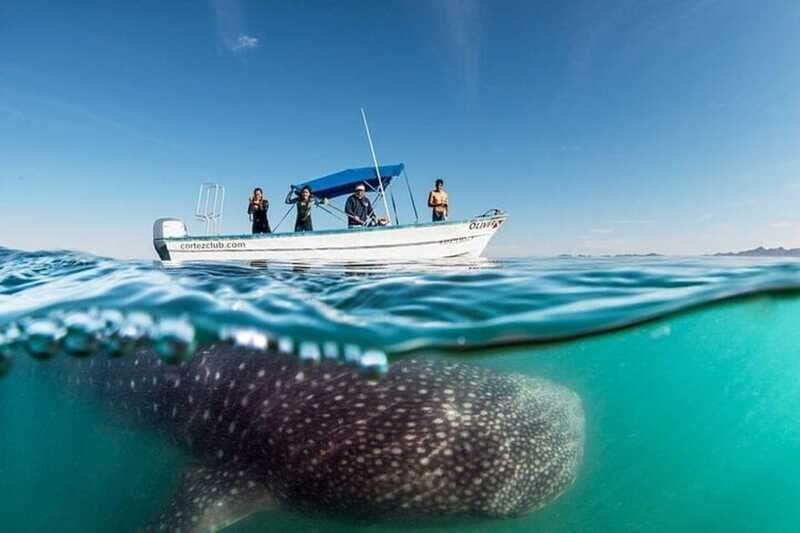 From La Paz: Whale Sharks, Sea Lions & Balandra Beach Combo - FAQ