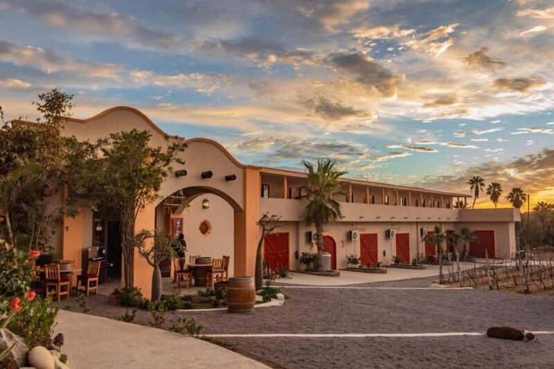 From La Playa: Vineyard Tour w/ Tasting & Todos Santos Stop - What You Can Expect From the Tour