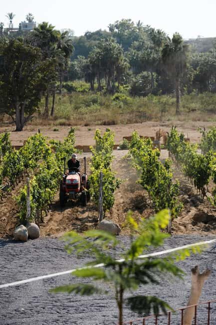 From La Playa: Vineyard Tour w/ Tasting & Todos Santos Stop - How the Experience Flows