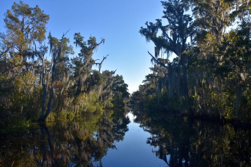 From Lafitte: Swamp Tours South of New Orleans by Airboat - Reviews and Real-Life Insights