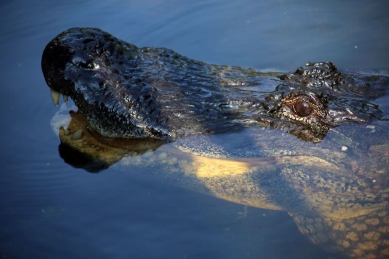From Lafitte: Swamp Tours South of New Orleans by Airboat - FAQ