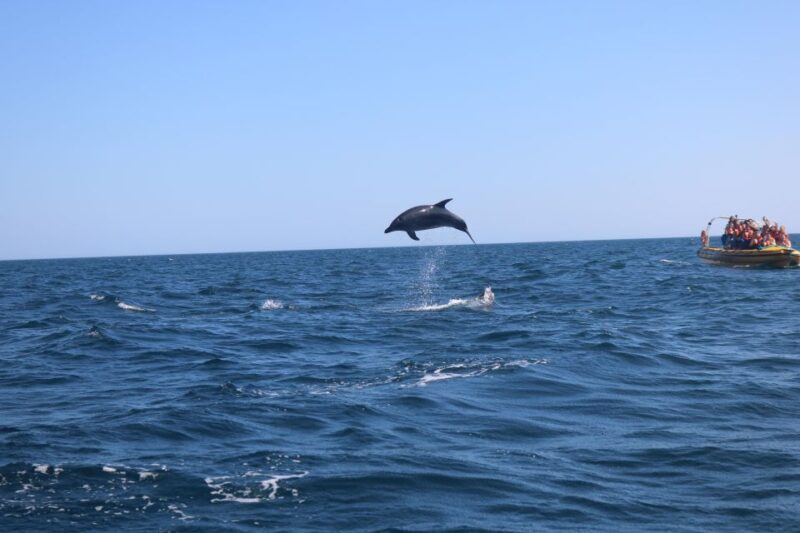 From Lagoa: Dolphins & Ponta da Piedade with biologist guide - What to Expect on this 3-Hour Boat Tour