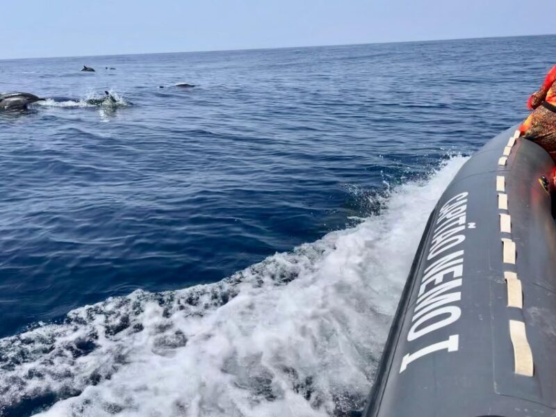 From Lagoa: Dolphins & Ponta da Piedade with biologist guide - The Experience for Different Travelers