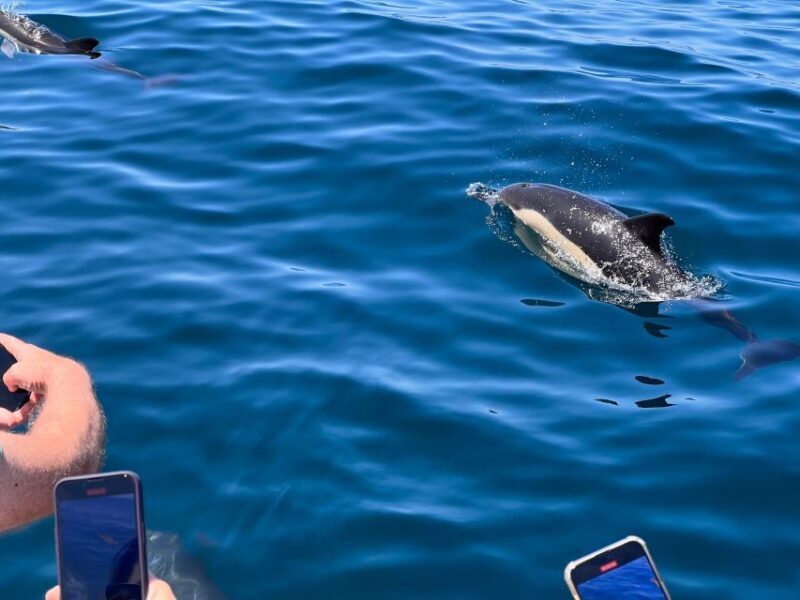From Lagoa: Dolphins & Ponta da Piedade with biologist guide - In The Sum Up