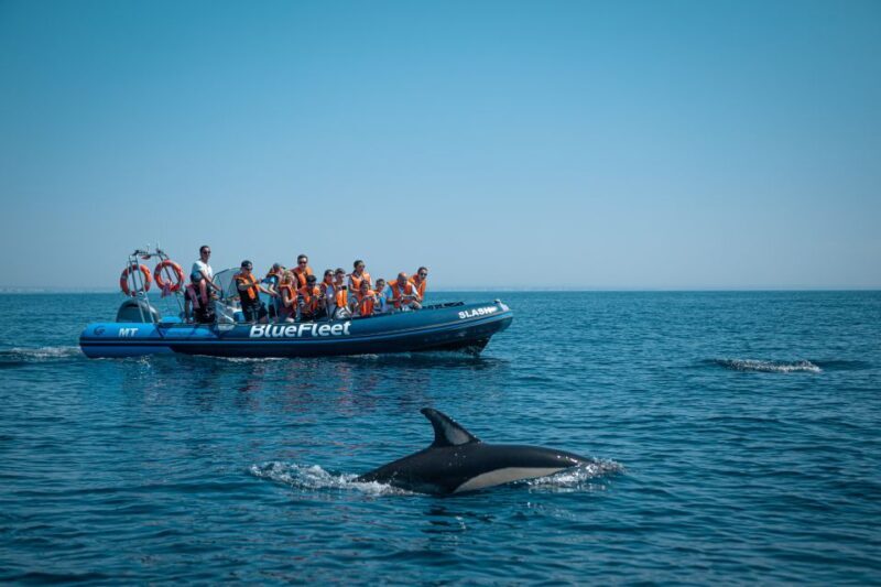 From Lagos: Dolphin Watching Boat Trip w/ Marine Biologists - Key Points