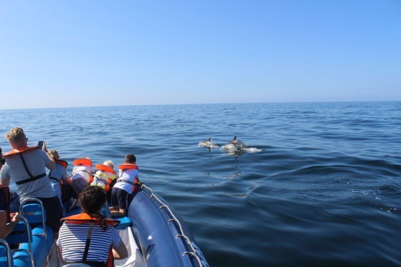 From Lagos: Dolphin Watching Boat Trip w/ Marine Biologists - What to Expect on the Dolphin Watching Tour